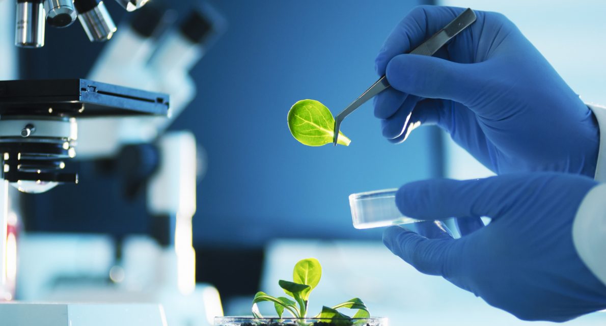 A scientist examining parts of a plant