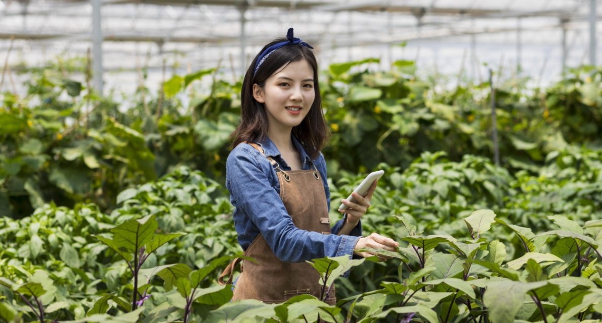 Chinese young farmer harvesting in organic farm.