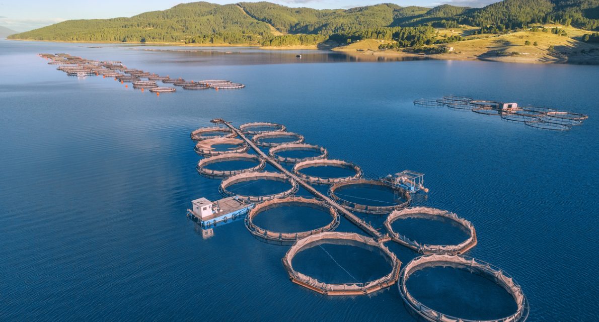 Drone point of view over a large fish farm, organic aquaculture and freshwater  fishing.